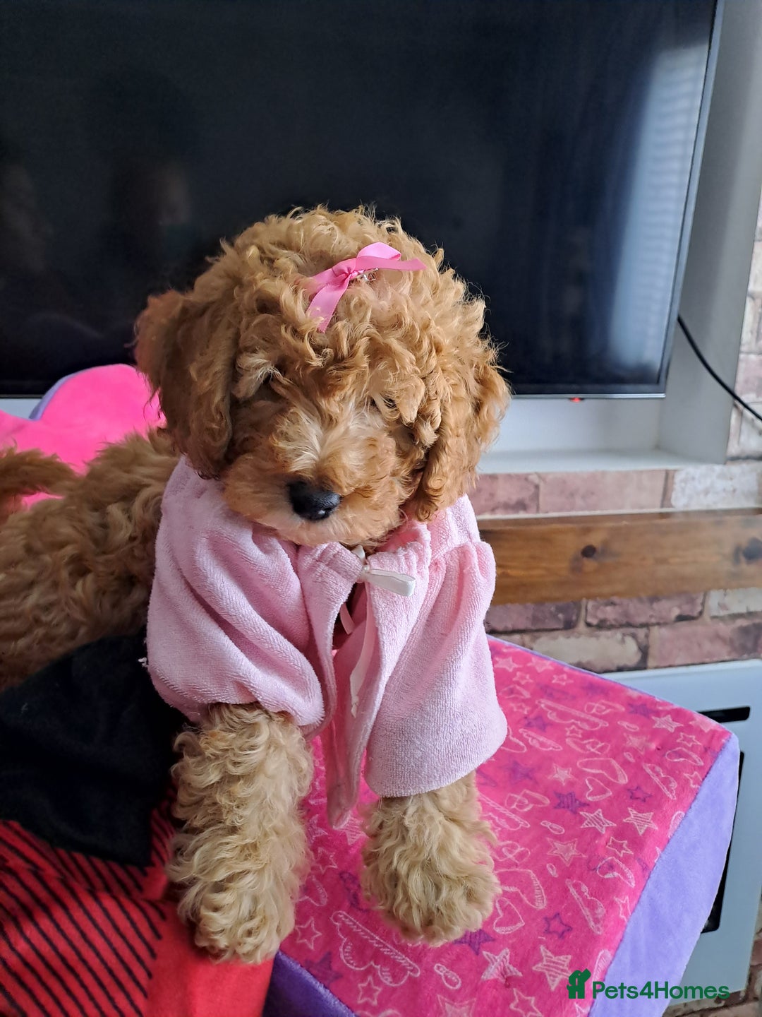 Cockapoo dogs for sale: 1 Female left  F1B TOY poodle/Cockapoo  - Image 6