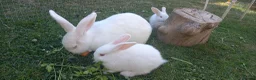 New Zealand rabbits for sale: New Zealand white kits for sale  in Wallington - Advert 6
