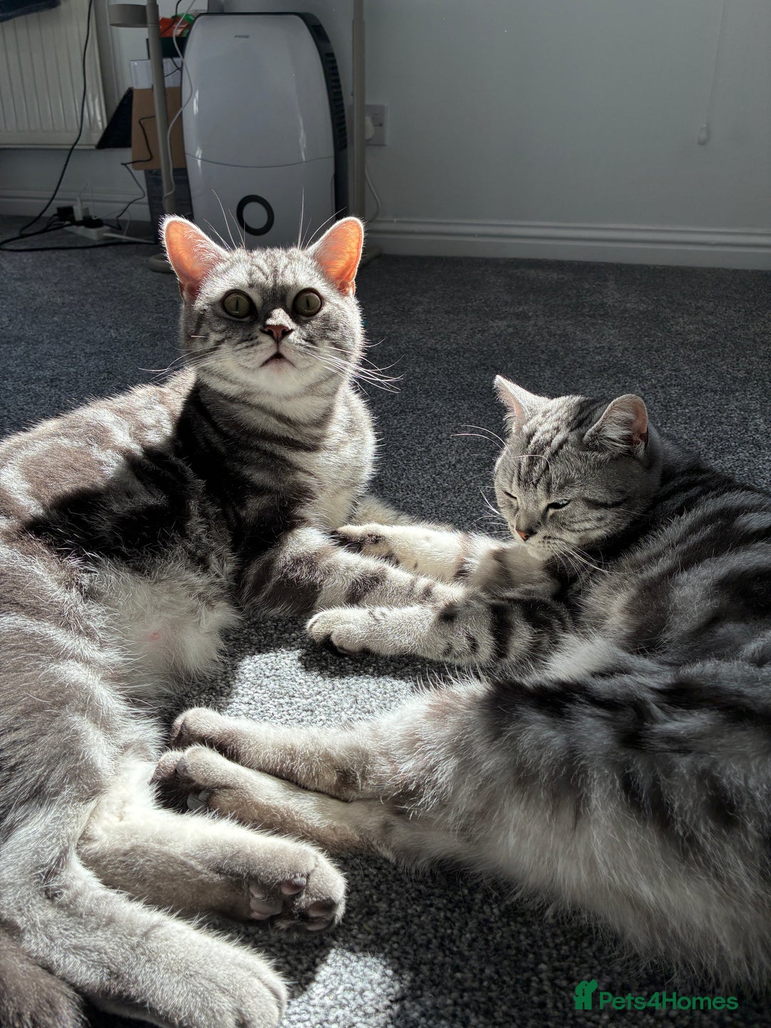 British Shorthair cats for sale: British Shorthair Silver Tabby Pair  in Wakefield - Image 4