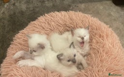 Ragdoll cats for sale: Rag doll kittens  - Image 3