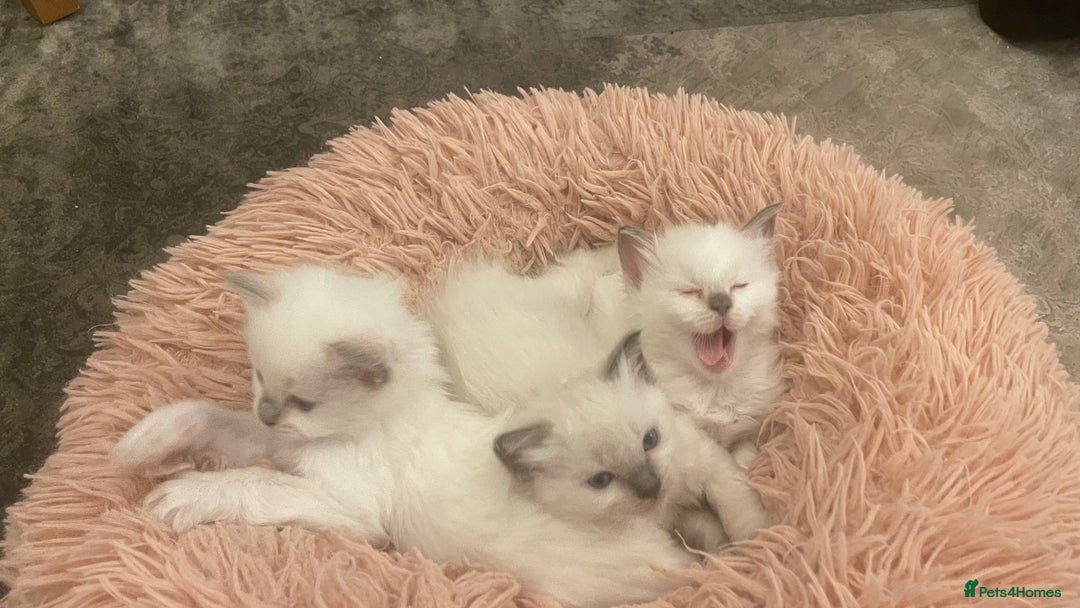 Ragdoll cats for sale: Rag doll kittens  - Image 3