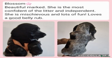 Cocker Spaniel dogs - Advert 13