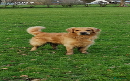 Golden Retriever dogs for sale: Confirmed litter of KC Golden Retriever puppies - Image 10