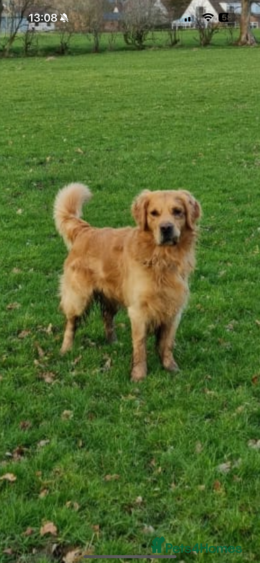 Golden Retriever dogs for sale: Confirmed litter of KC Golden Retriever puppies - Image 10