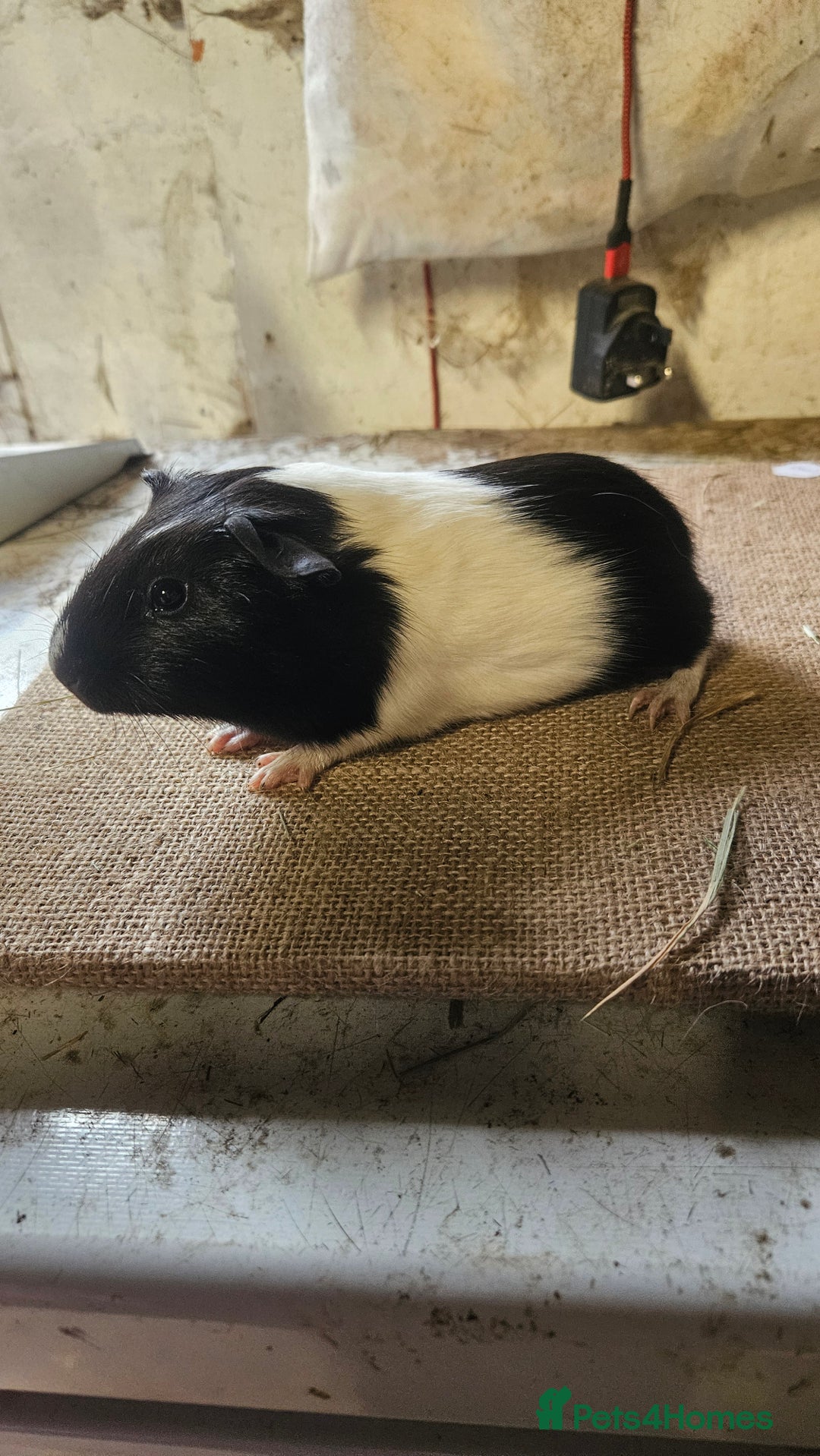 Guinea Pig rodents for sale: Rare swiss guinea pigs - Advert 2