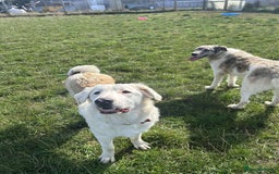 Mixed Breed dogs for adoption: TESS the big softie  - Image 7