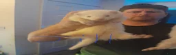 Ferret rodents for sale: 3 hobs albino and 1 jill albion - Advert 2