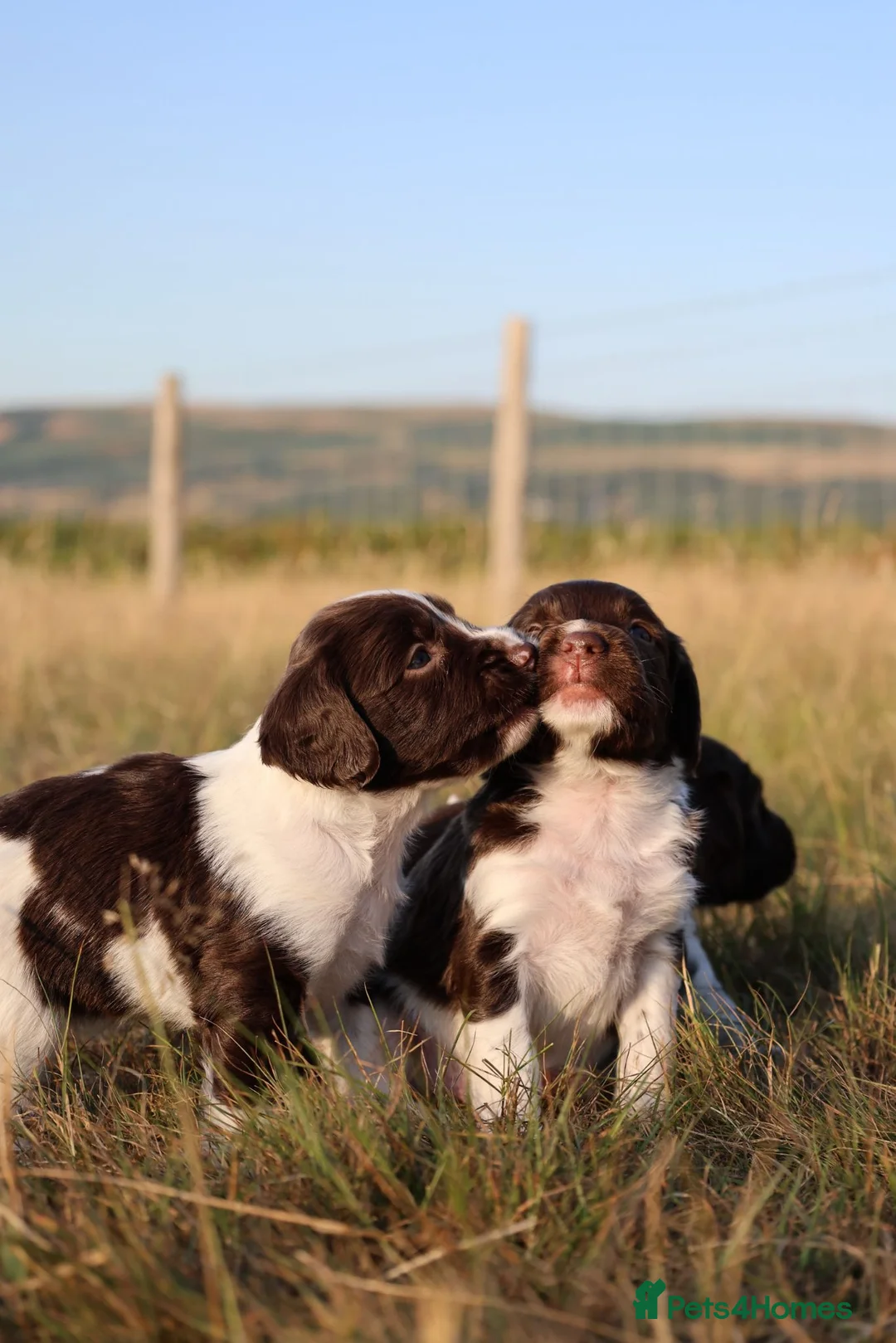 English Springer Spaniel dogs for sale: English springer spaniel  - Advert 22