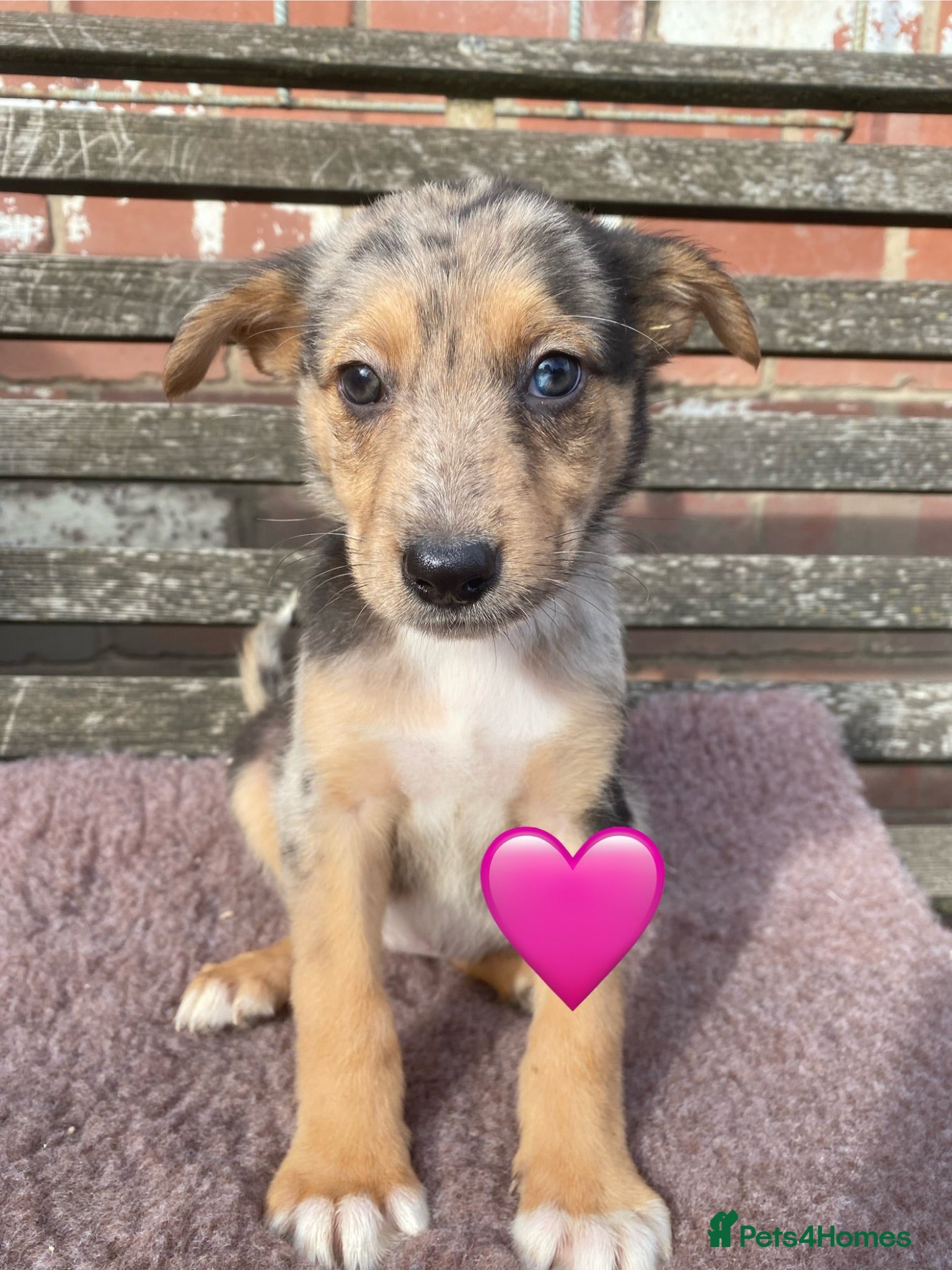 German Shepherd dogs GSD X COLLIE,BIG CHUNKY FARM BRED PUPS. - Advert 4