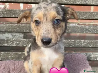 German Shepherd dogs GSD X COLLIE,BIG CHUNKY FARM BRED PUPS. - Advert 5