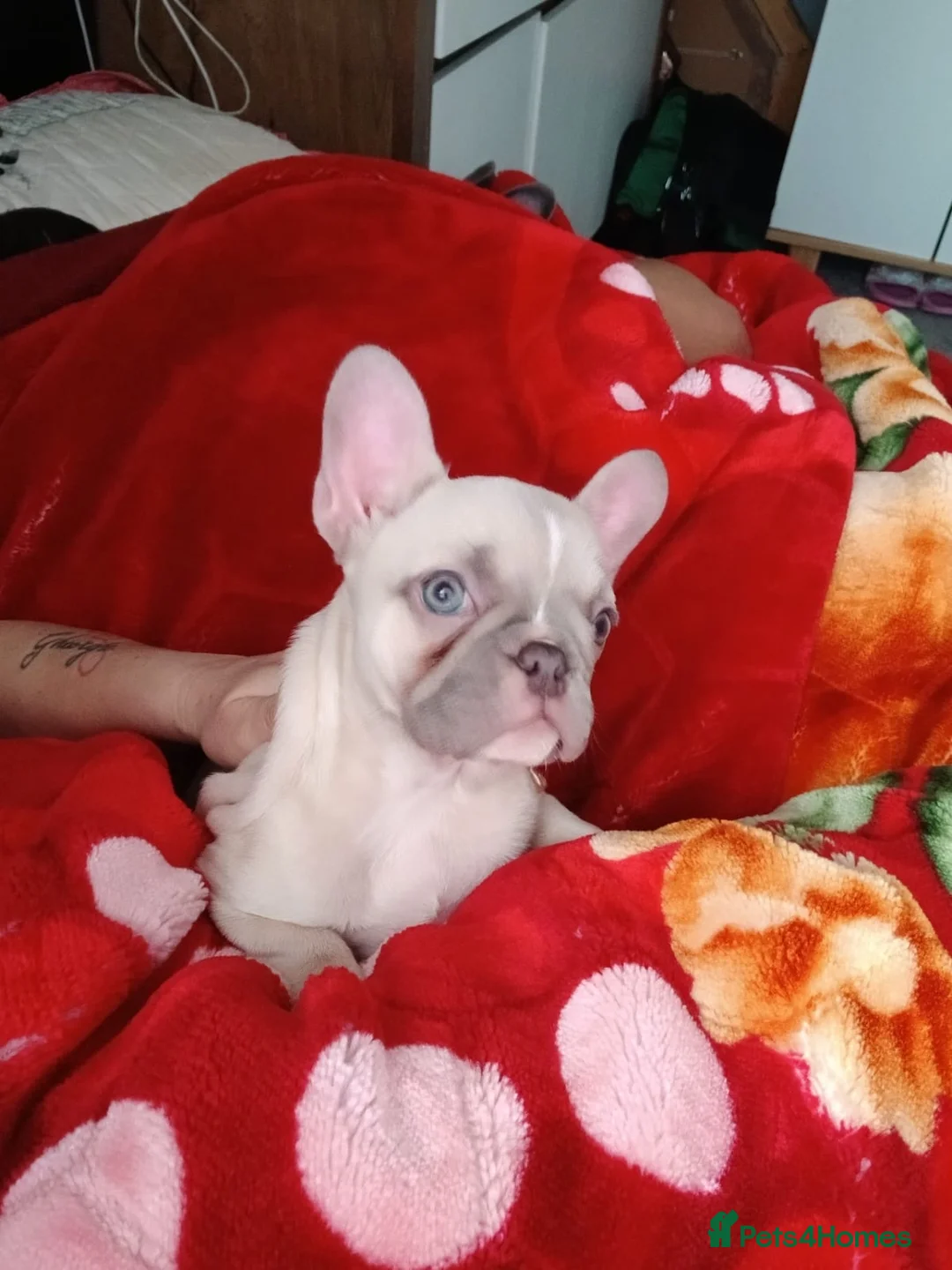 French Bulldog dogs for sale: 2 Girl  - Advert 1