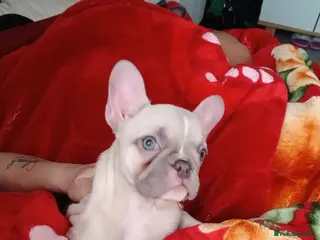 French Bulldog dogs 2 Girl - Advert 23
