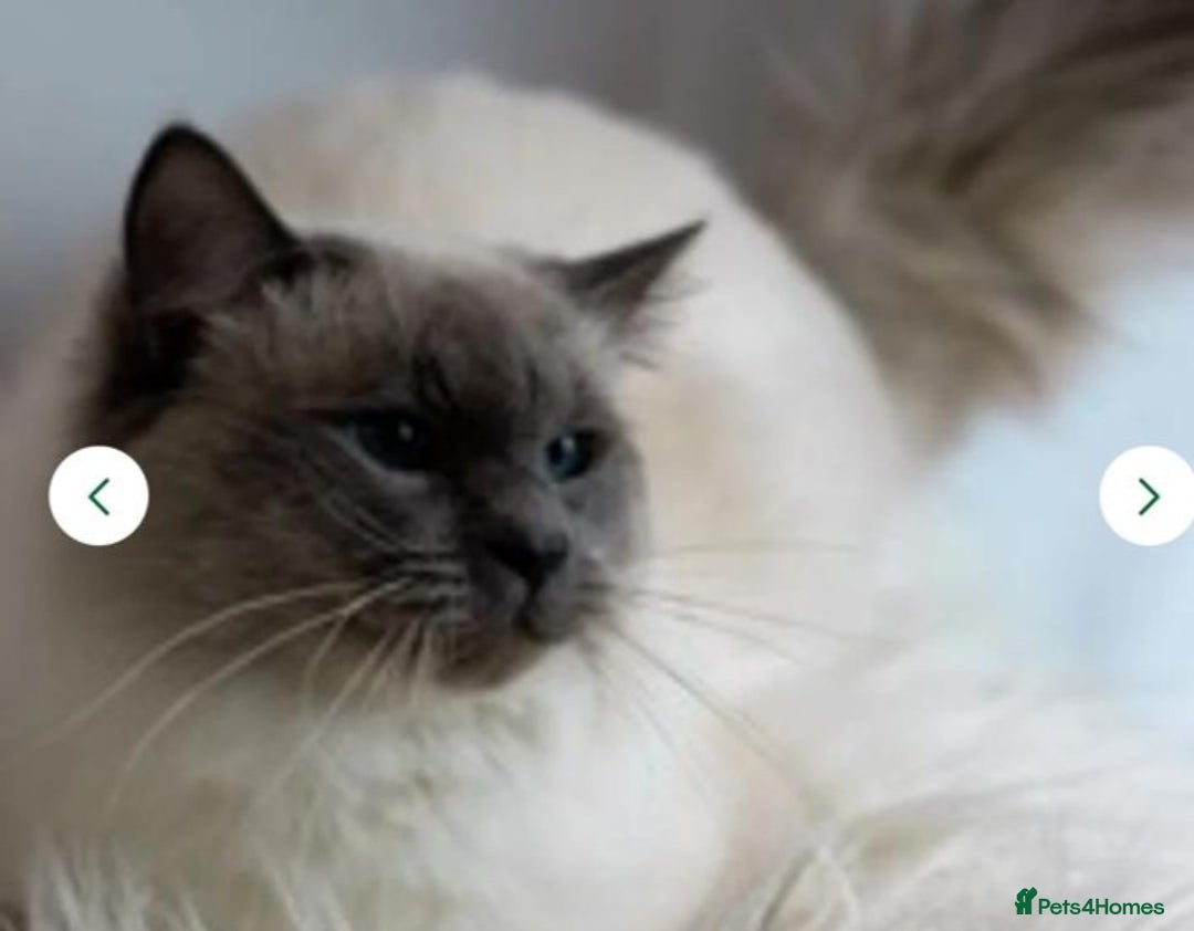 Ragdoll cats for sale: LAST REMAINING RAGDOLL - Female - ready now in Mexborough - Image 9