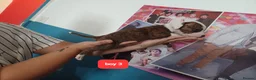 Staffordshire Bull Terrier dogs for sale: Adorable puppy for Staffordshire Bull Terrier - Advert 18