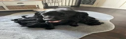 Cockapoo dogs for sale: F1 cockapoos - Advert 1