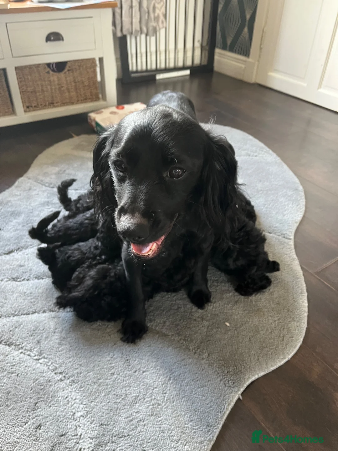 Cockapoo dogs for sale: F1 cockapoos - Advert 1
