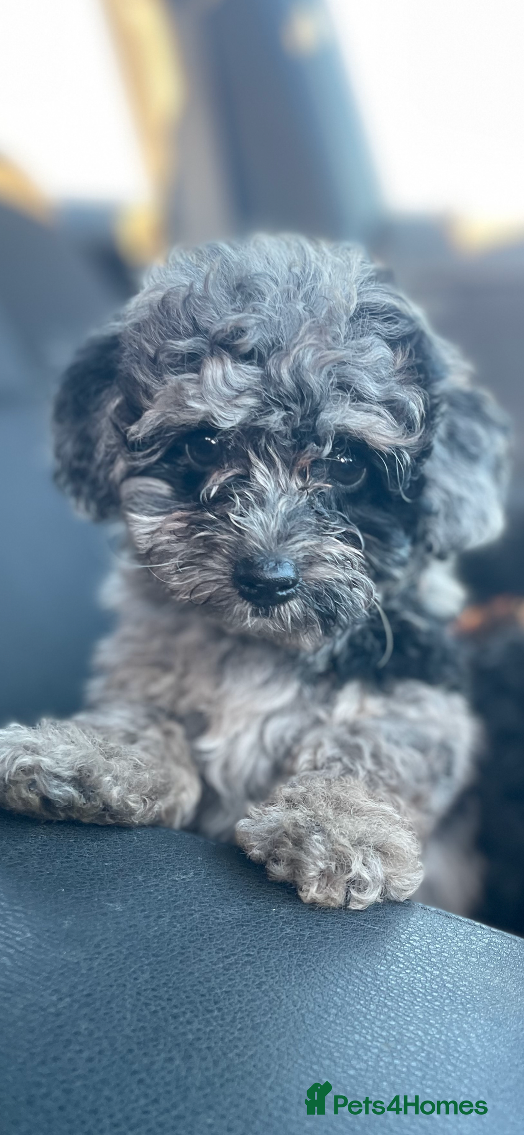 Jackapoo dogs for sale: Jackapoo  - Image 10