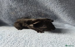 Guinea Pig rodents for sale: Baby Guinea Pigs Taking Reservations.   - Image 4