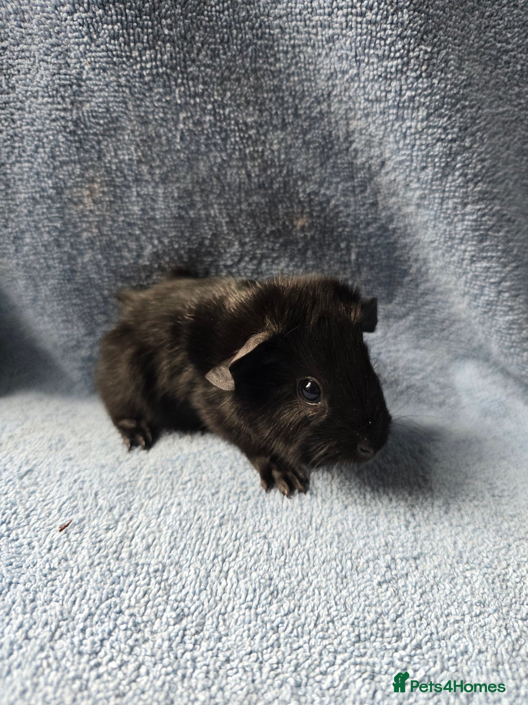 Guinea Pig rodents for sale: Baby Guinea Pigs Taking Reservations.   - Image 4