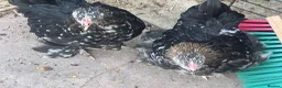 Mixed Breed livestock for sale: Point of lay Pekin hens for sale - read full first - Advert 2