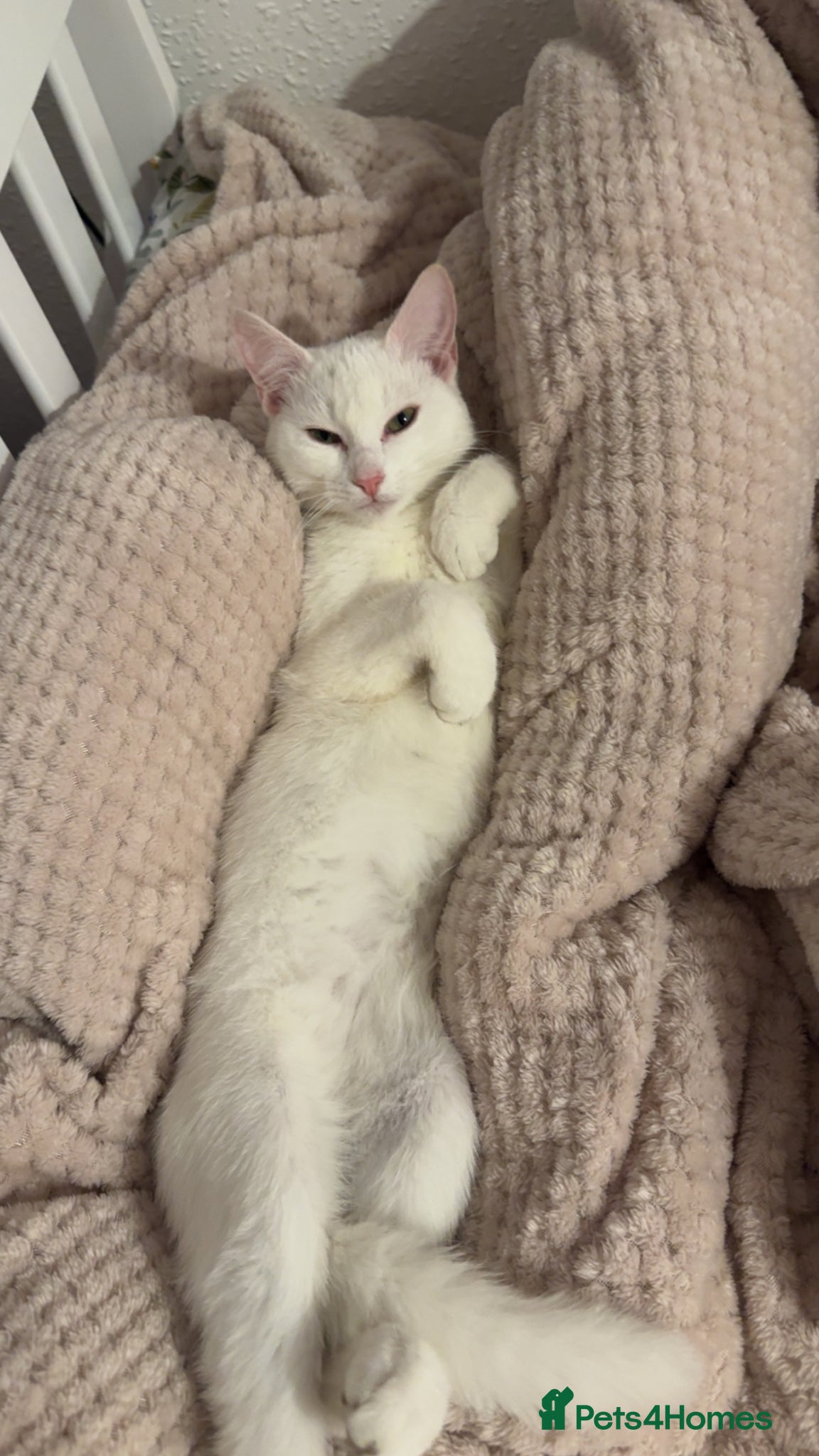 Mixed Breed cats Kittens for sale  - Advert 6