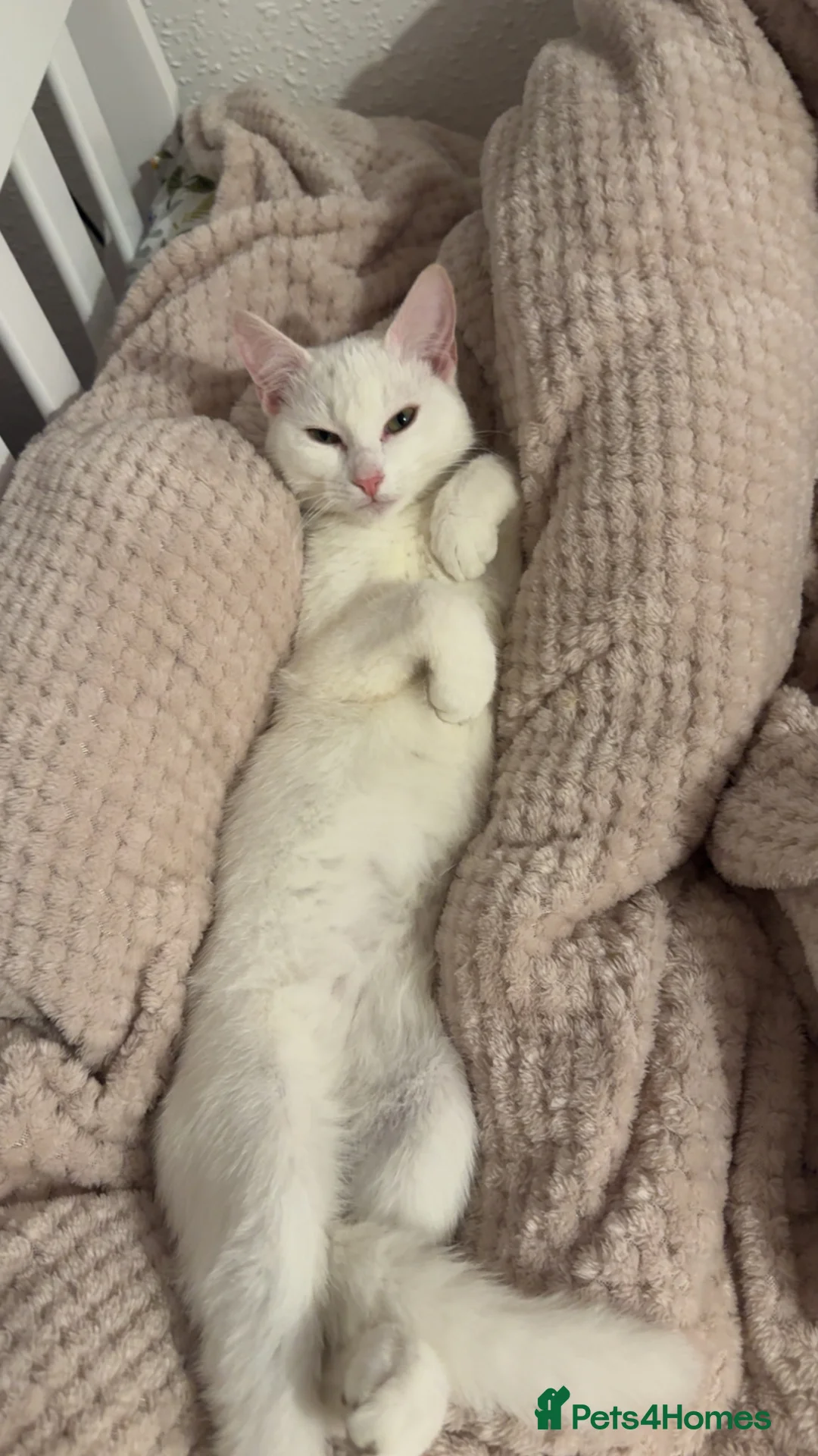 Mixed Breed cats for sale: Kittens for sale  in Leven - Advert 1