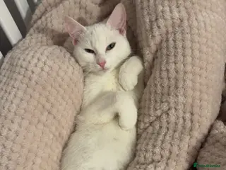 Mixed Breed cats Kittens for sale - Advert 2