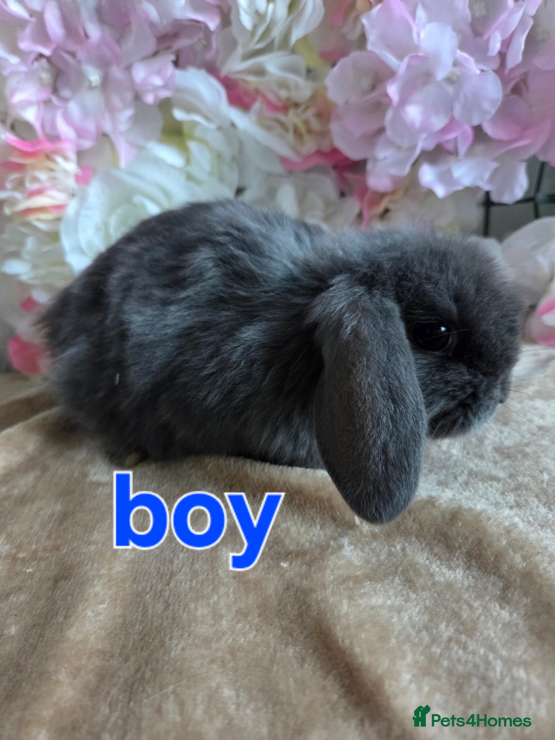 Mini Lop rabbits for sale: Mini lop & mini rex babies available  - Advert 12