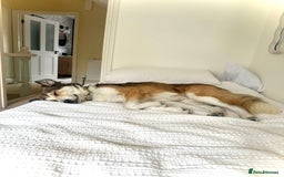 Mixed Breed dogs for adoption: Meet Zeke, currently residing in Hertfordshire  - Image 2