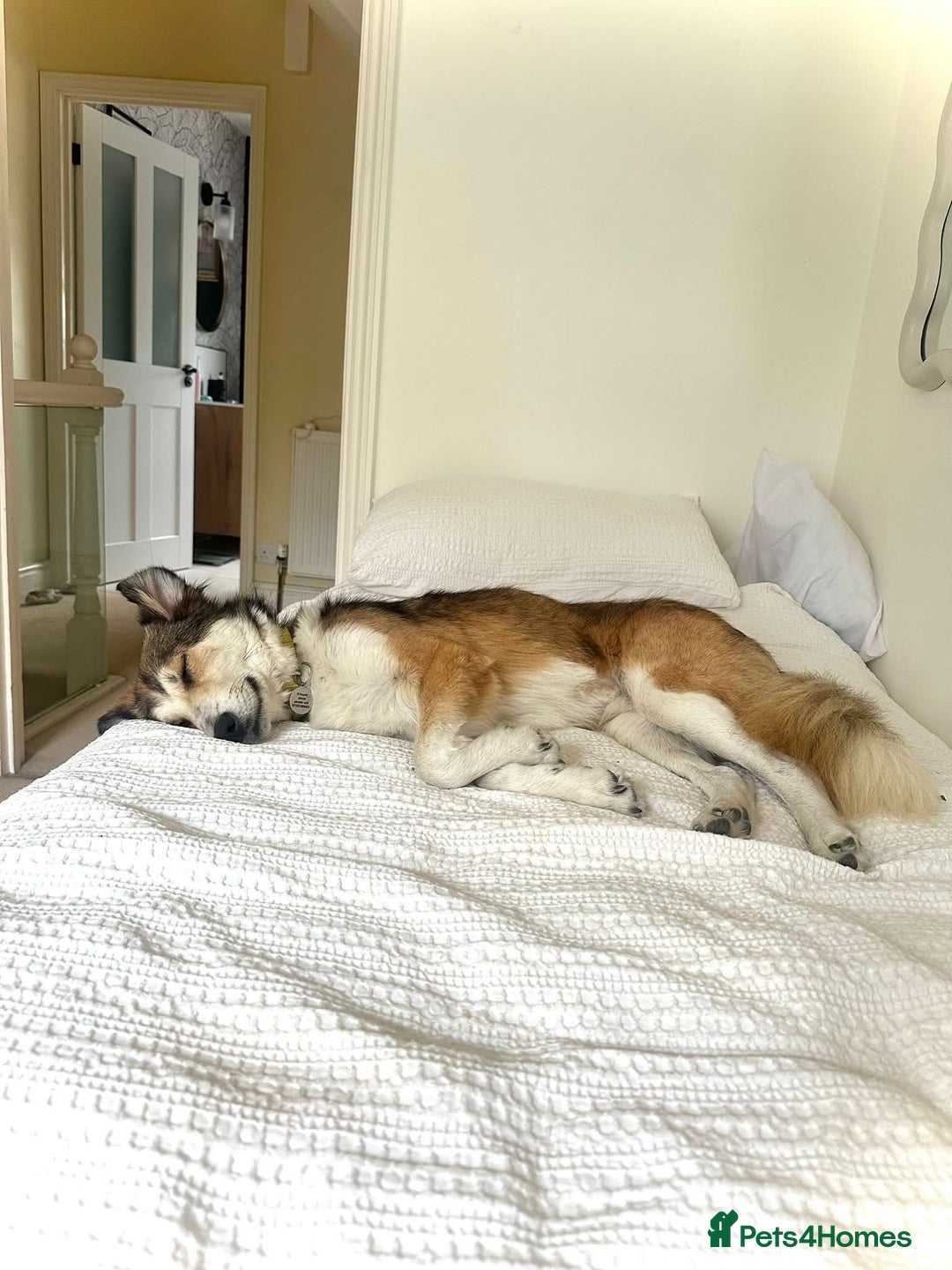 Mixed Breed dogs for adoption: Meet Zeke, currently residing in Hertfordshire  - Image 2