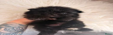 Maltipom 2