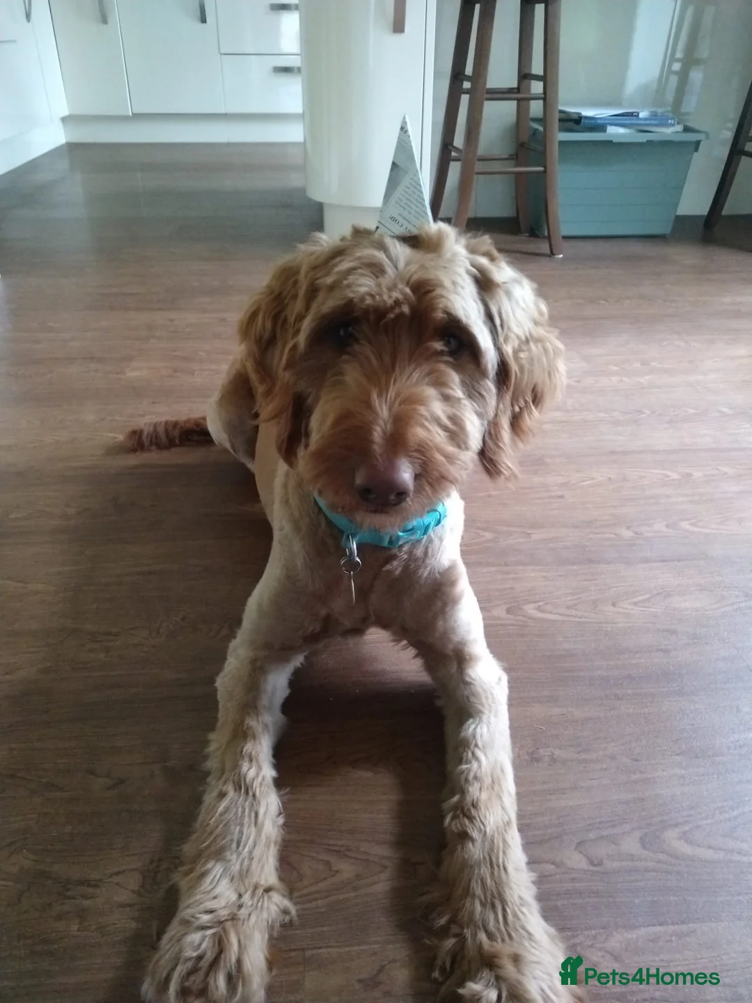 Goldendoodle dogs for sale: Goldendoodle puppies - Advert 4