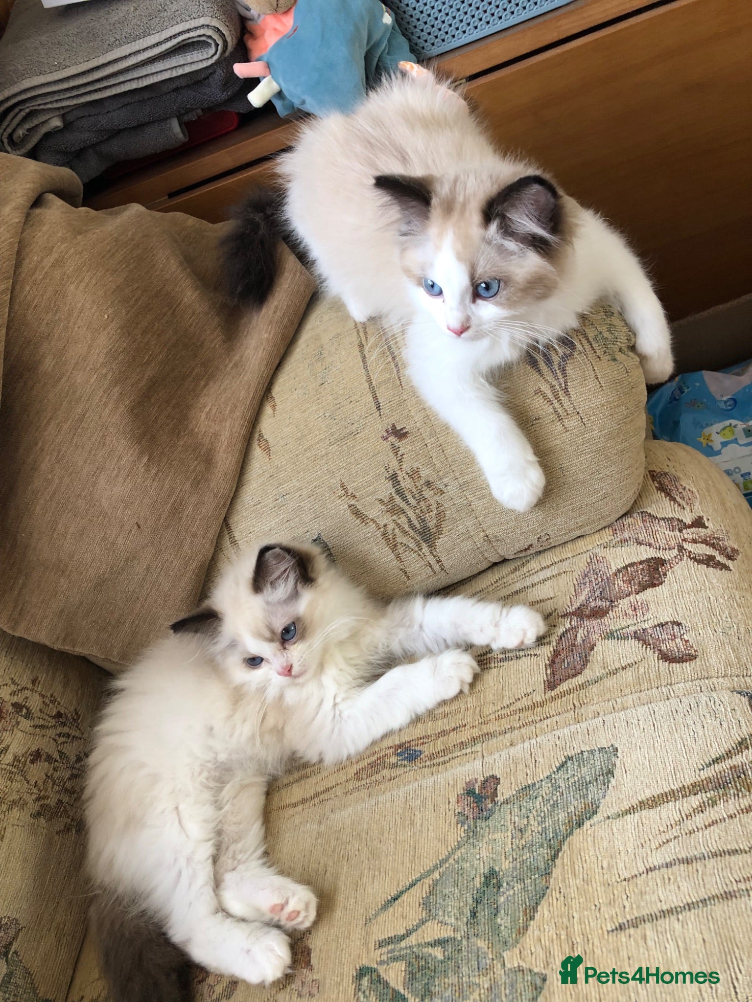 Ragdoll cats Beautiful Ragdoll kittens  - Advert 1
