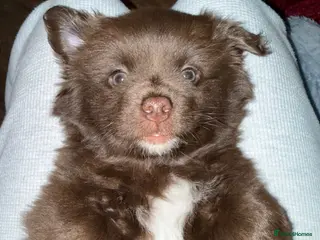 Shih Tzu dogs Brother and sister - Advert 4