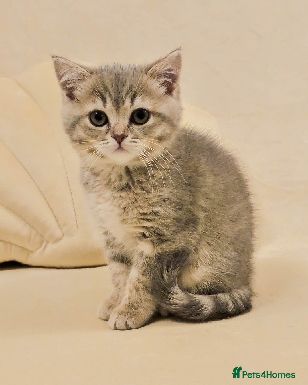 British Shorthair cats for sale: Adorable Kittens Ready For New Home - Advert 23