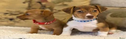 Jackshund dogs for sale: Two gorgeous daxi jacks ready now  - Advert 2