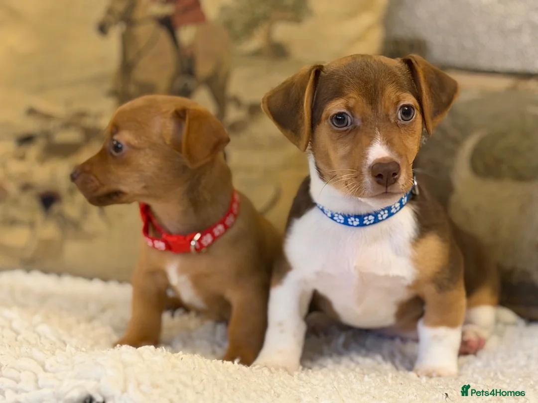 Jackshund dogs for sale: Two gorgeous daxi jacks ready now  - Advert 2