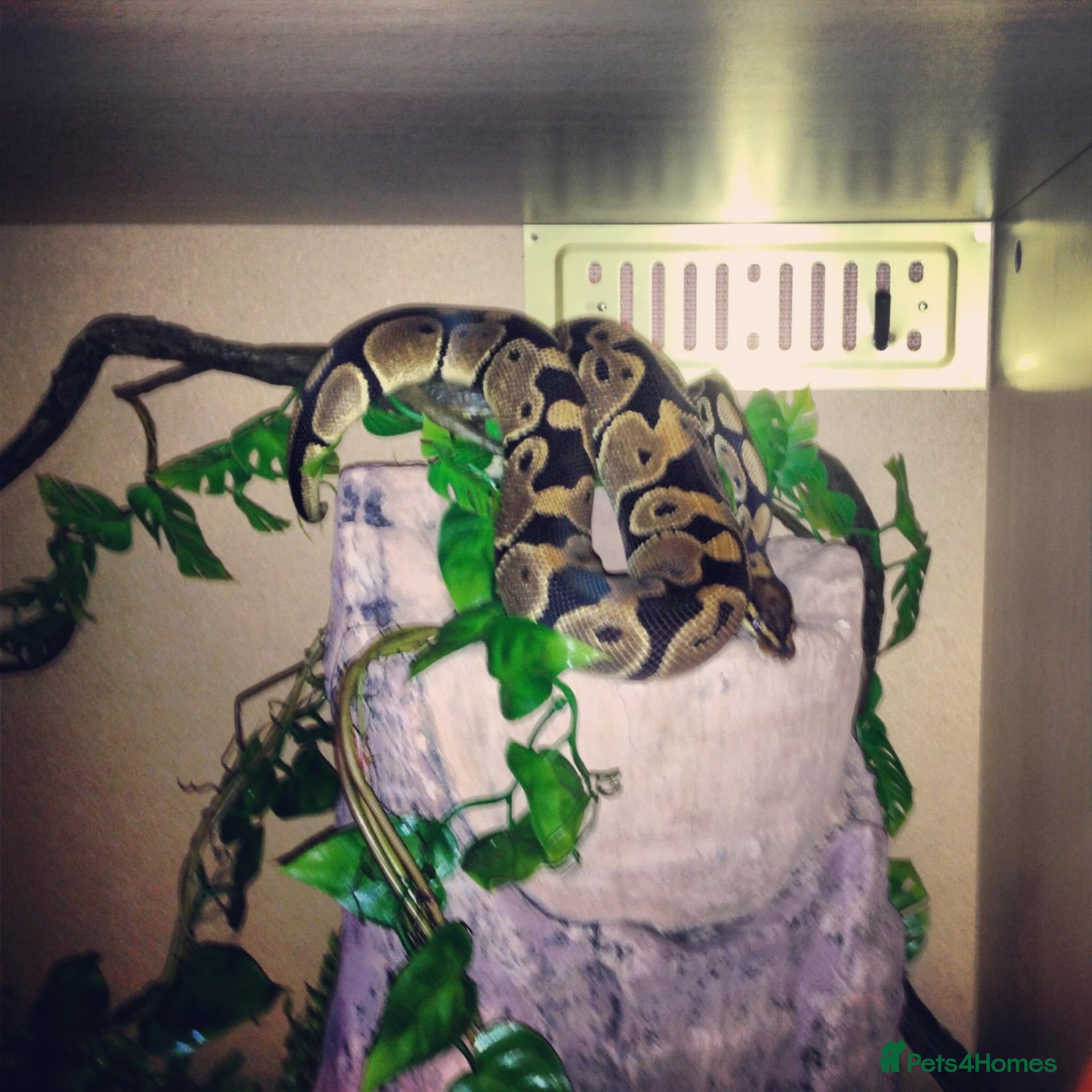 Snake reptiles 4 Year Old Royal Python For Sale - Advert 1