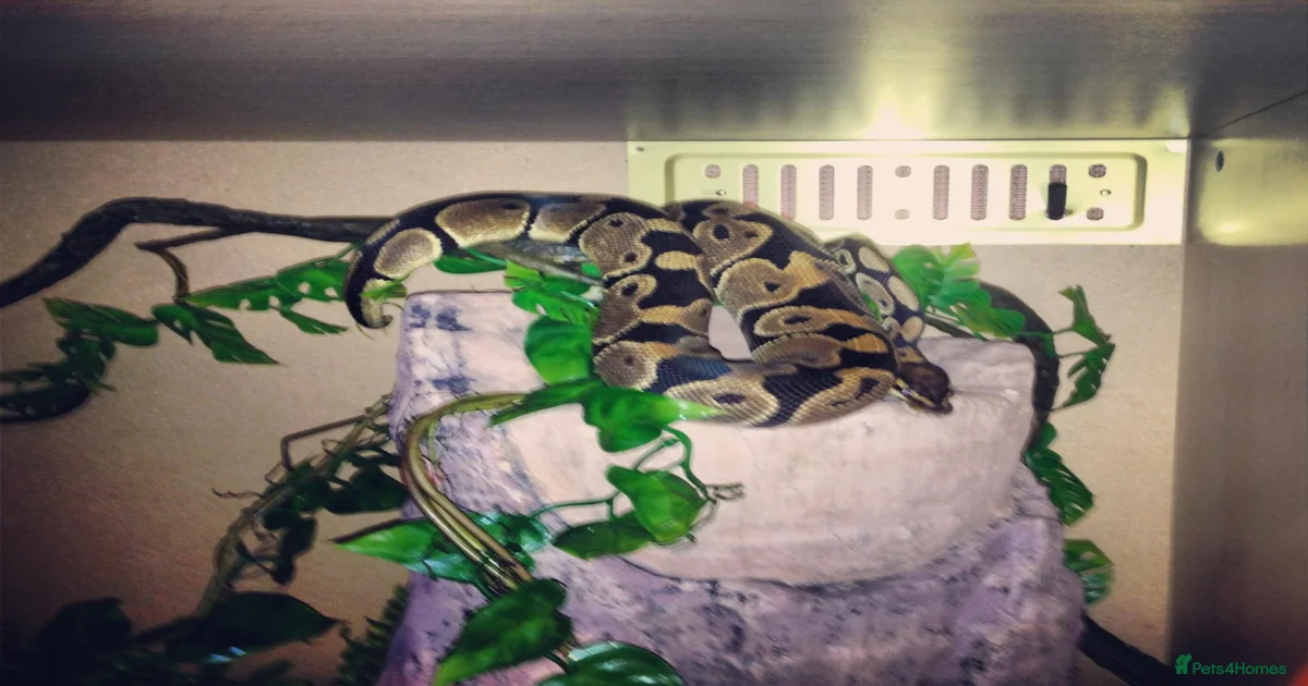 Snake Reptiles for sale | Pets4Homes