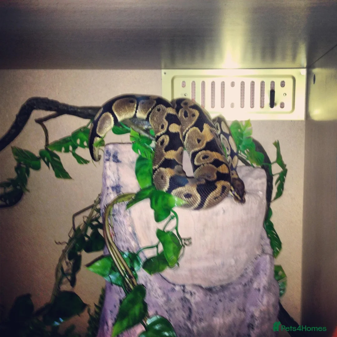 Snake reptiles for sale: 4 Year Old Royal Python For Sale in Birmingham - Advert 1