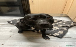 Staffordshire Bull Terrier dogs for stud: Hulk  - Image 6