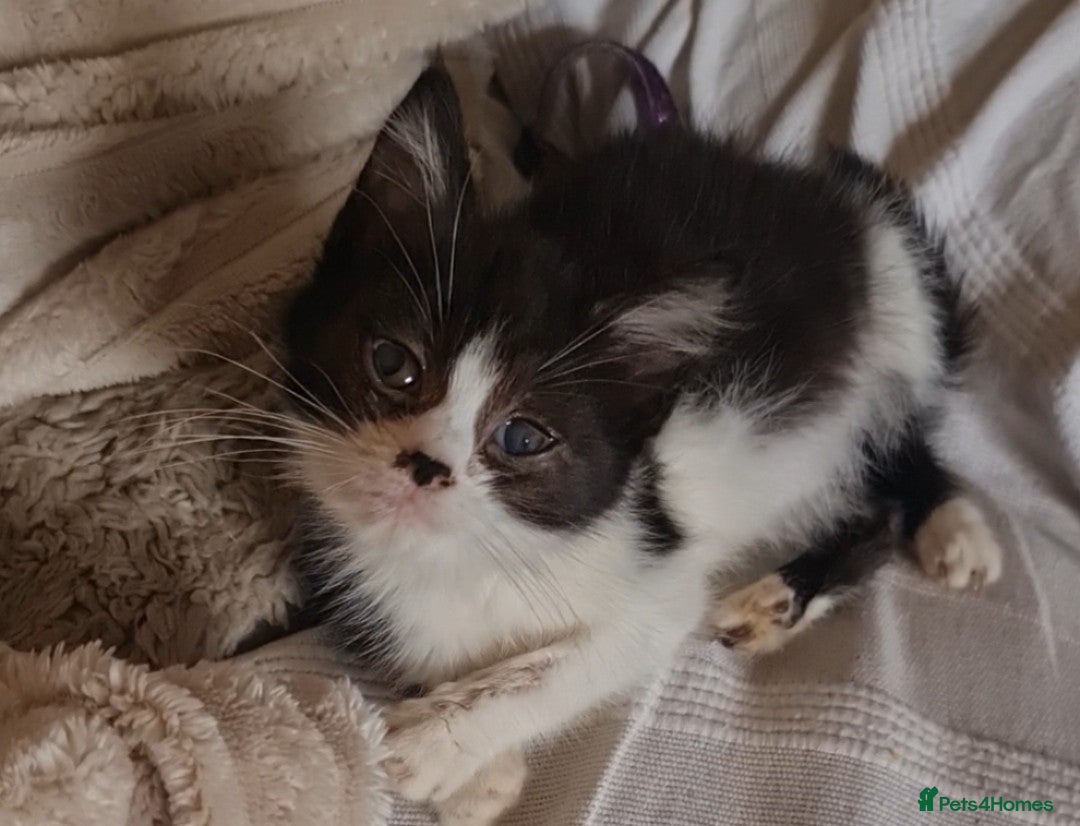 Mixed Breed cats for sale: Cute adorable kittens looking for forever homes  - Advert 7