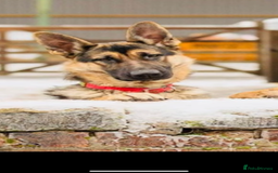 Mixed Breed dogs for sale: 3 fluffy Shollie German Shepard x Boarder Collie - Image 32