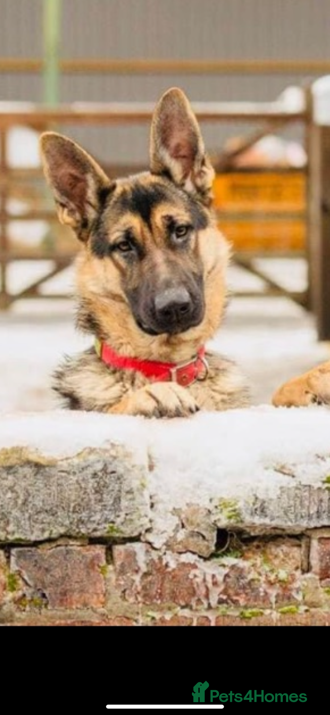 Mixed Breed dogs for sale: 3 fluffy Shollie German Shepard x Boarder Collie - Image 32