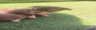 Chihuahua 6