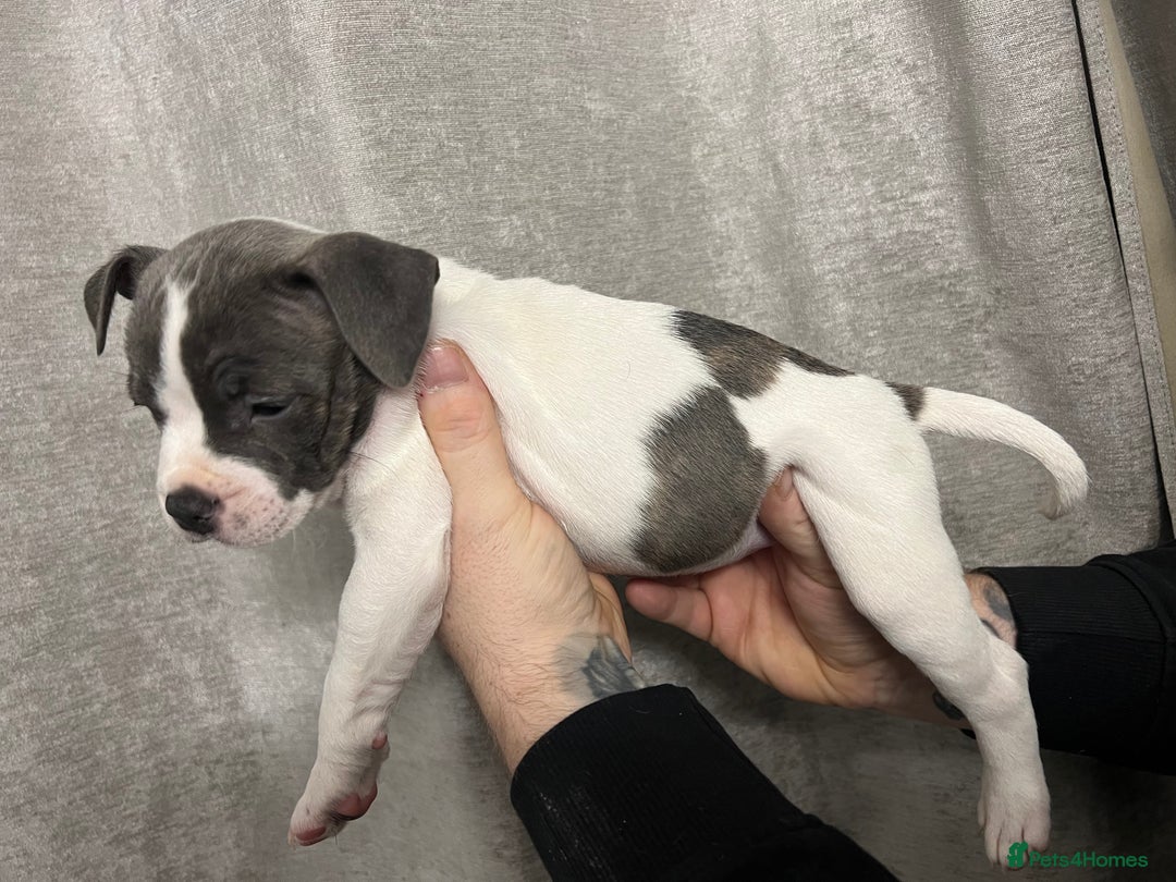 Staffordshire Bull Terrier dogs for sale: BEAUTIFUL STAFFY LITTER STUNNING COLOURS - Image 11