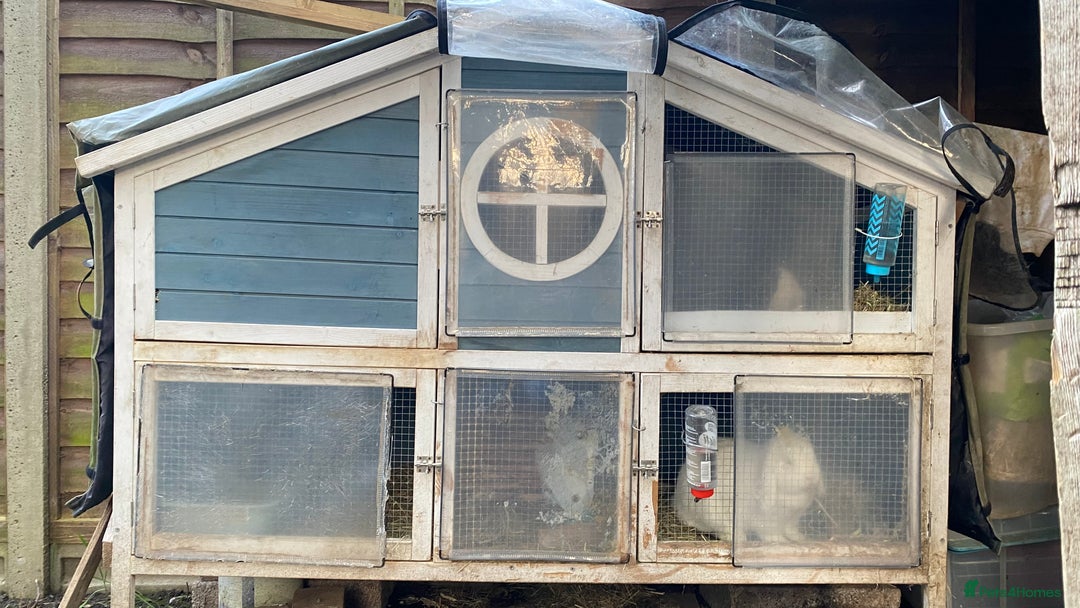 Mini Lop rabbits for sale: Bunny for sale - Advert 6