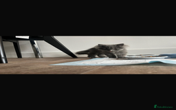 Mixed Breed cats for sale: Persian x Russian blue & British shorthair - Image 18