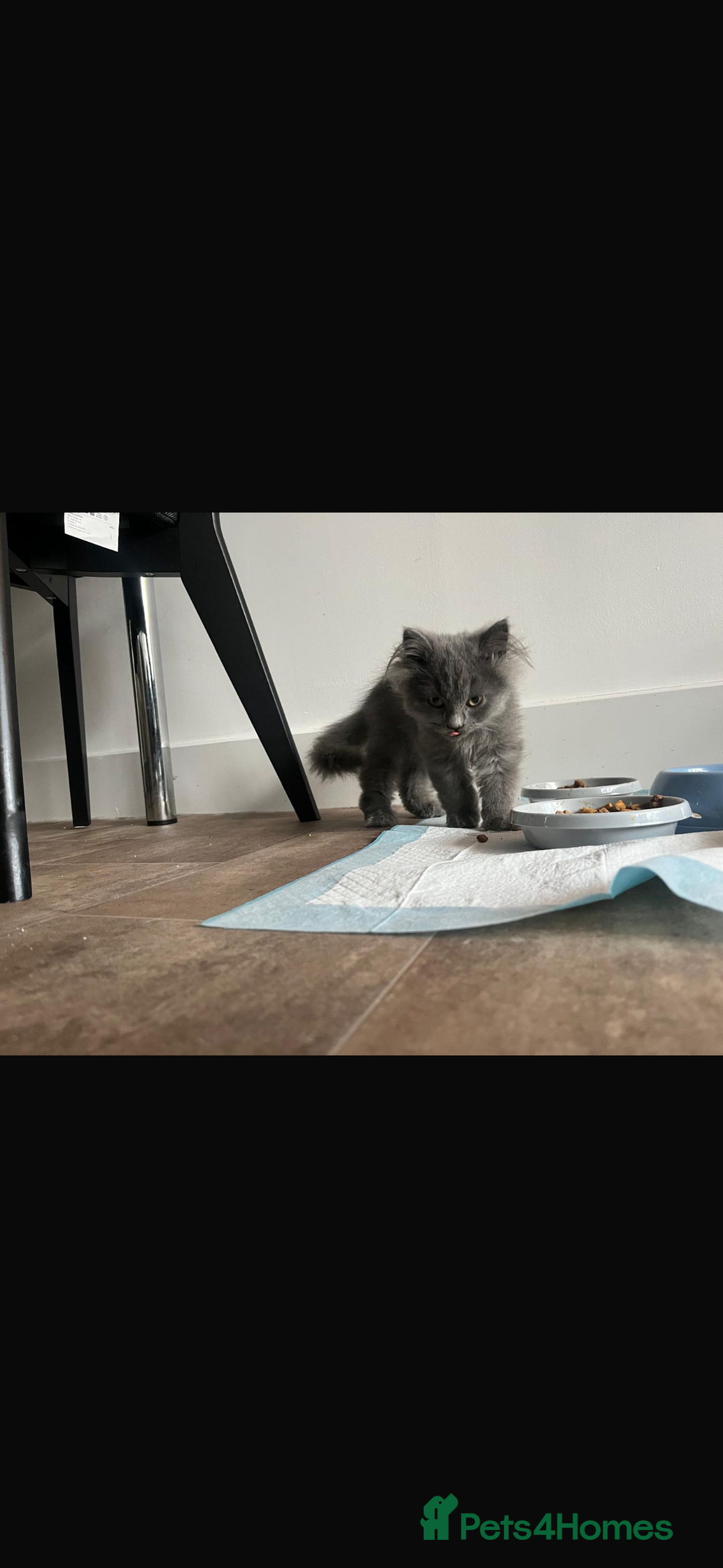 Mixed Breed cats for sale: Persian x Russian blue & British shorthair - Image 18