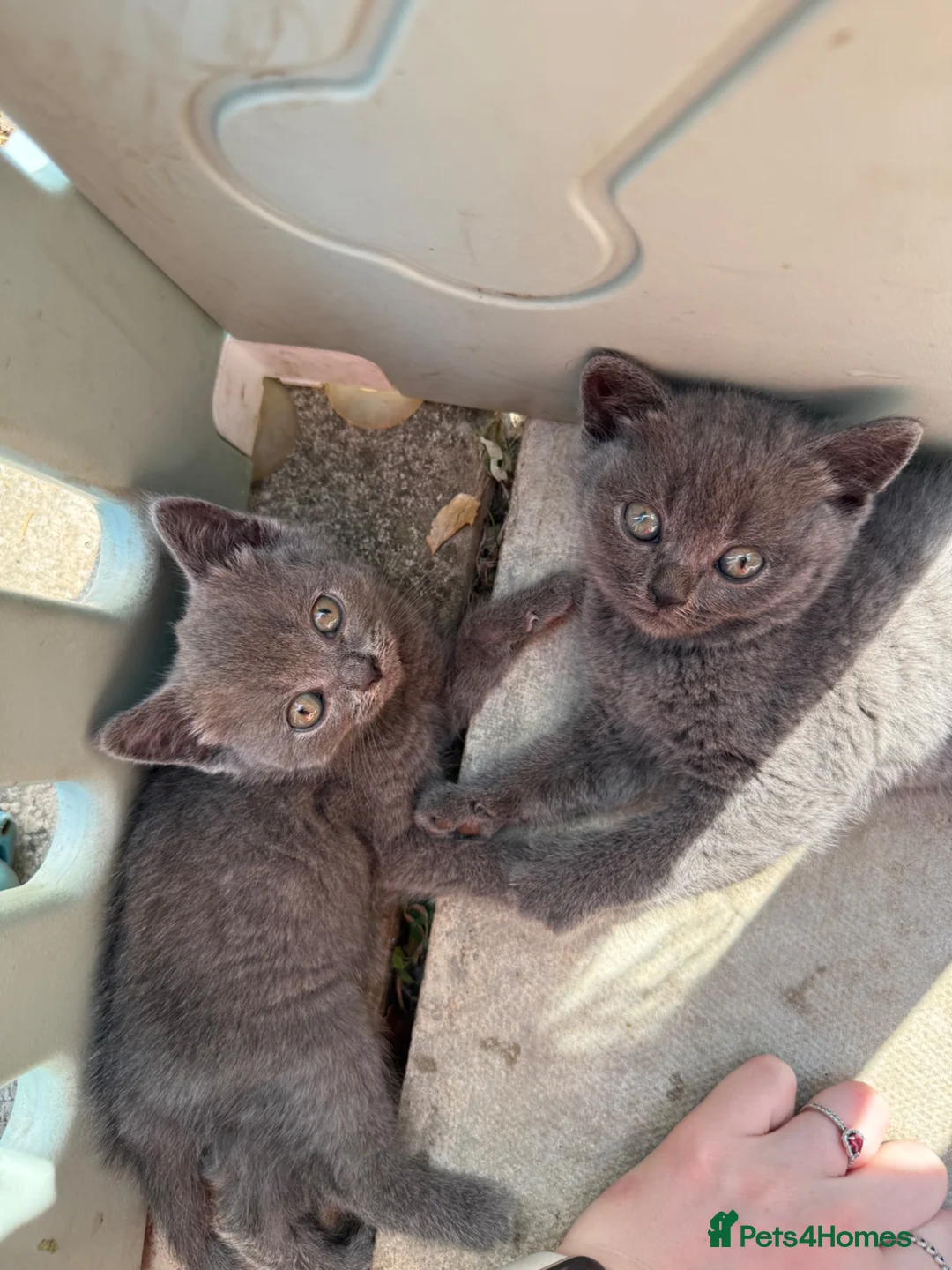 British Shorthair cats for sale: 4 British shorthair kittens - Advert 1
